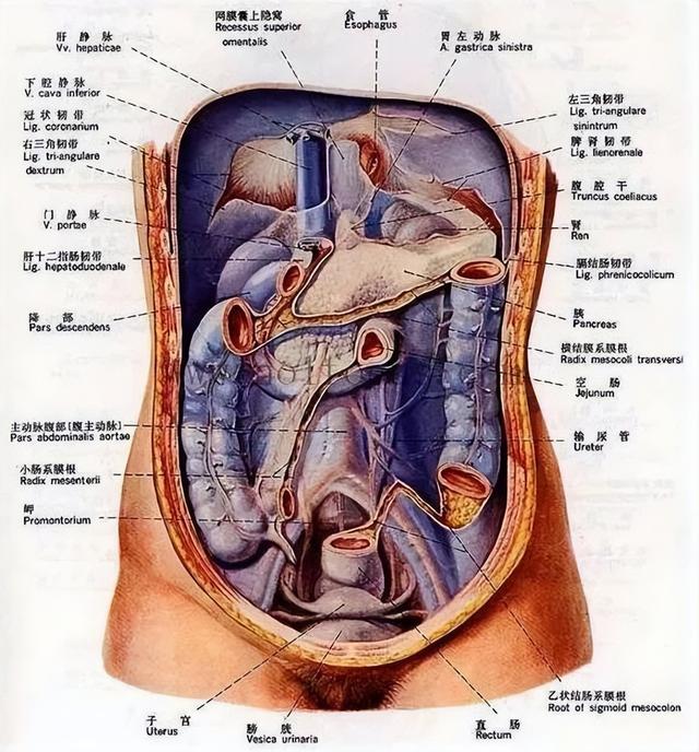 胃的位置在哪里,人体胃的位置图片（人体胃的位置图片介绍）