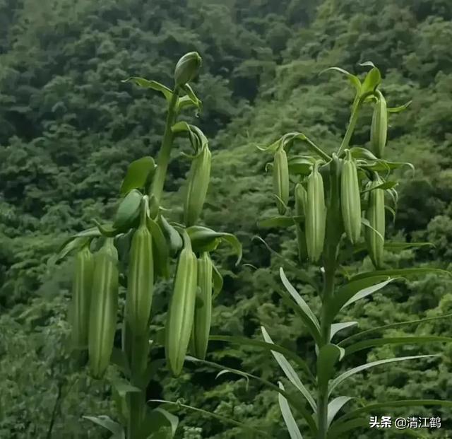 玉米除草剂十大名牌厂家，玉米除草剂十大名牌厂家批发