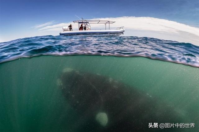 0000米恐怖深海鱼图片,世界上最大的生物是什么生物，10000米恐怖深海鱼图片盘点"