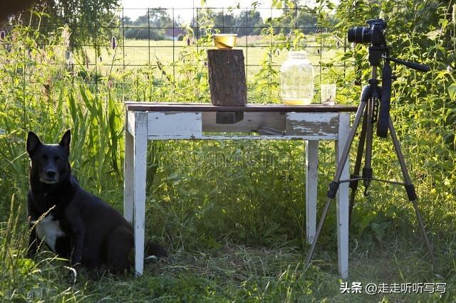 个人自媒体创意名字美食，个人自媒体创意名字 诗经