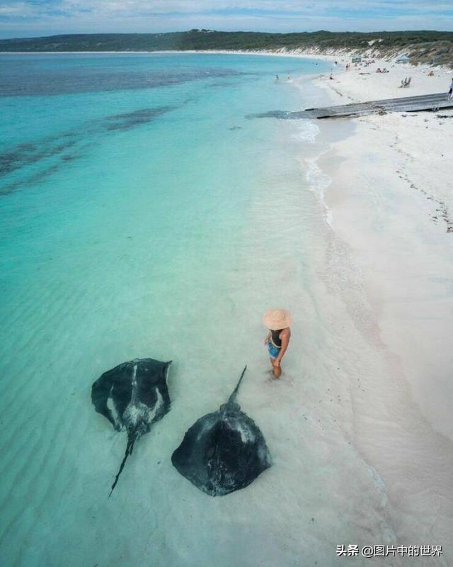 0000米恐怖深海鱼图片,世界上最大的生物是什么生物，10000米恐怖深海鱼图片盘点"