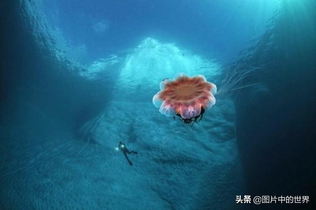 0000米恐怖深海鱼图片,世界上最大的生物是什么生物，10000米恐怖深海鱼图片盘点"