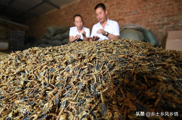 全蝎养殖基地，蝎子养殖加盟店