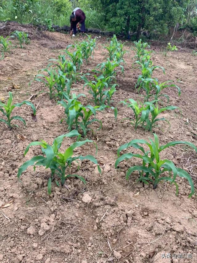 玉米除草剂十大名牌厂家，玉米除草剂十大名牌厂家批发