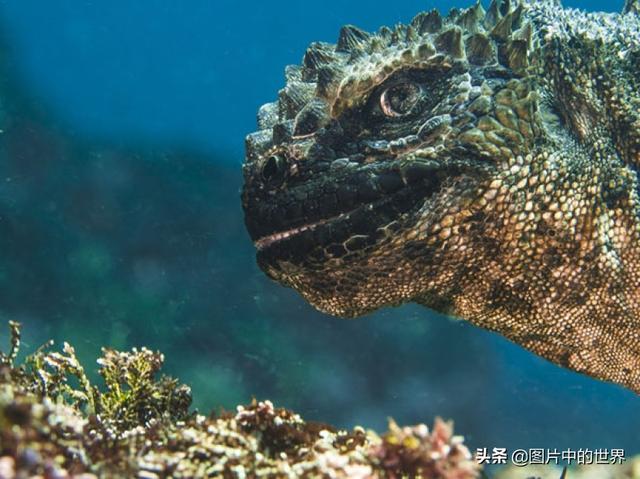 0000米恐怖深海鱼图片,世界上最大的生物是什么生物，10000米恐怖深海鱼图片盘点"