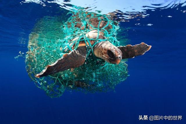 0000米恐怖深海鱼图片,世界上最大的生物是什么生物，10000米恐怖深海鱼图片盘点"