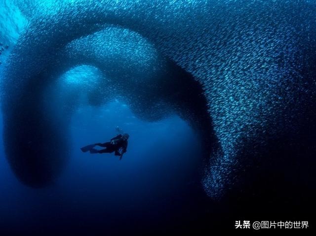 0000米恐怖深海鱼图片,世界上最大的生物是什么生物，10000米恐怖深海鱼图片盘点"