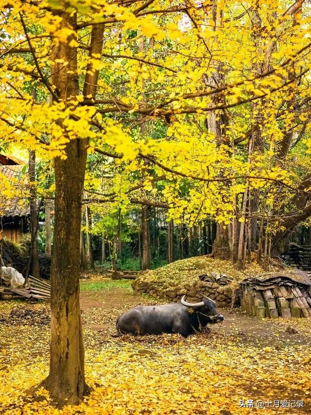 十月份国内哪里旅游好玩,十月份国内哪里旅游好玩儿