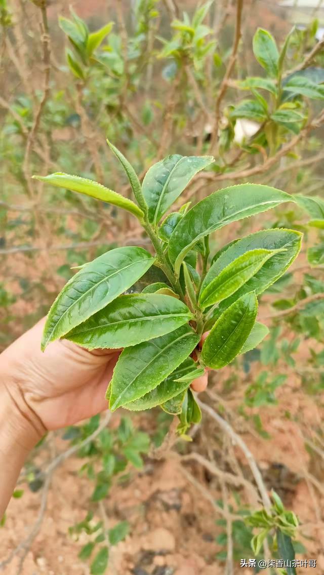 腾茶叶图片大全广西三江腾茶，龙腾茶叶图片