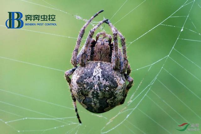 家里蜘蛛多怎么消除,家里蜘蛛多怎么消除会不会影响人的健康