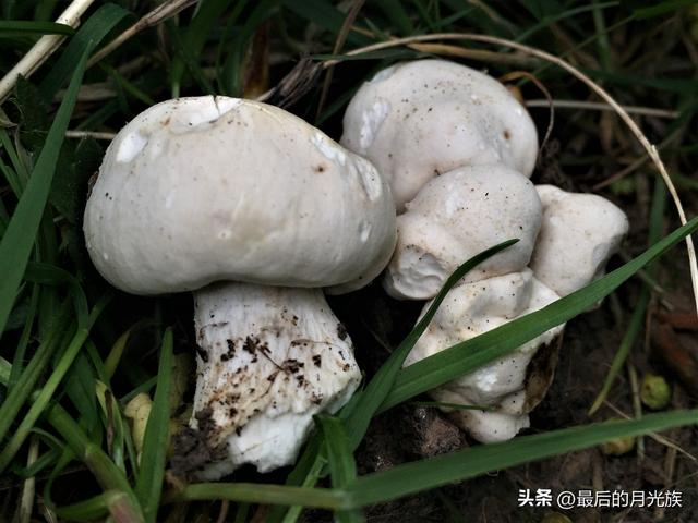 白色蘑菇叫什么_圆头细长，白色蘑菇叫什么_圆头细长粗