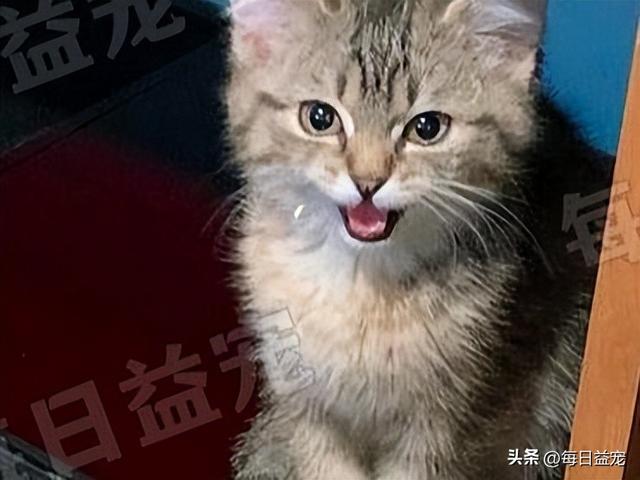 土猫品种,土猫怎么养要注意什么