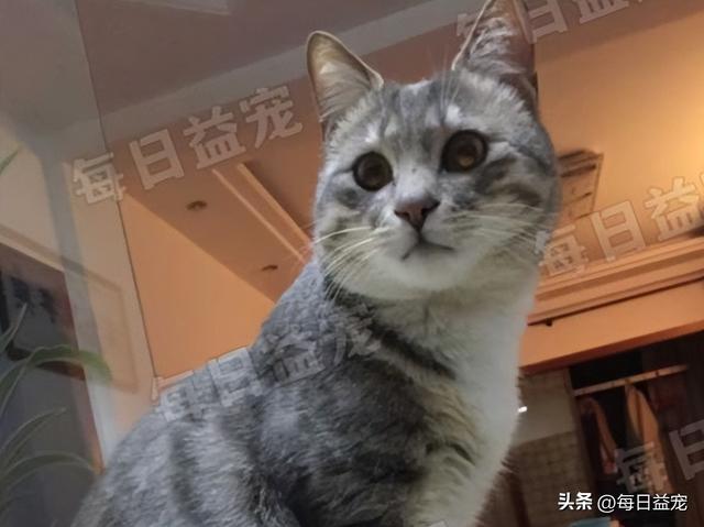 土猫品种,土猫怎么养要注意什么