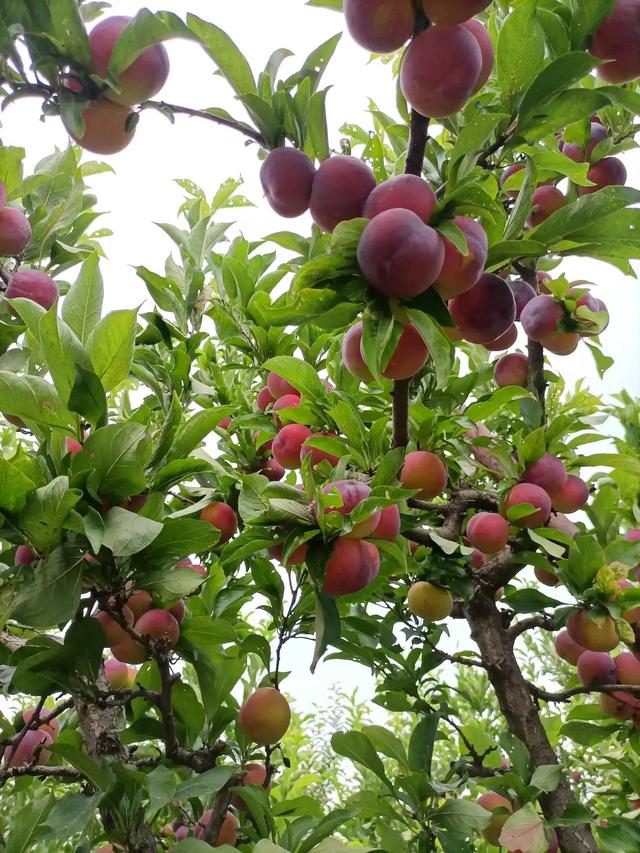 家里蜘蛛多是什么兆头,家里蜘蛛多是什么兆头啊