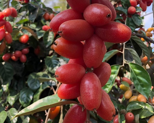 羊奶果北方可以种植吗,羊奶果苗什么地方种植