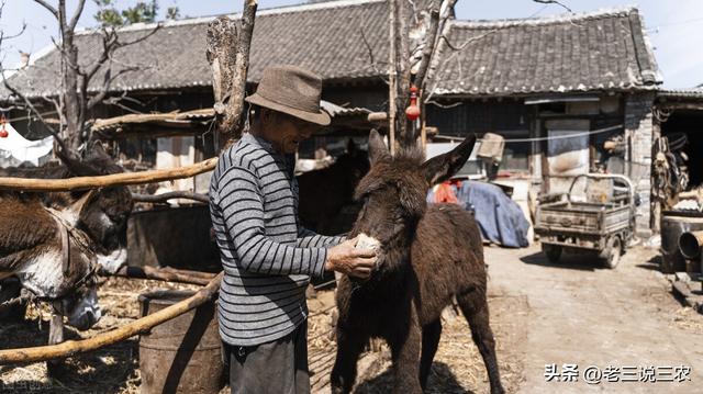 养10头肉驴一年的利润价格,养10头肉驴一年的利润价格是多少