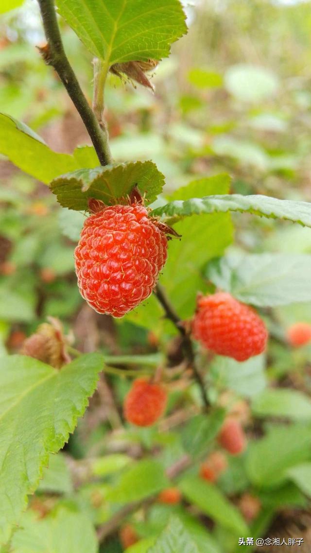 羊奶果适合什么地方种植呢,羊奶果适合什么地方种植呢视频