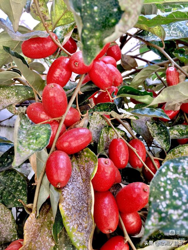 羊奶果适合什么地方种植呢,羊奶果适合什么地方种植呢视频