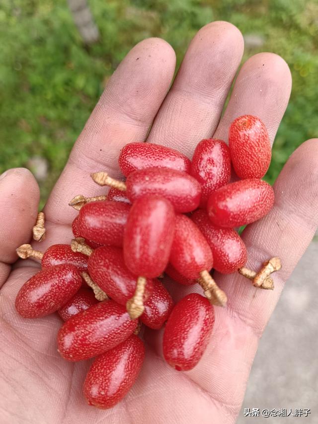 羊奶果适合什么地方种植呢,羊奶果适合什么地方种植呢视频