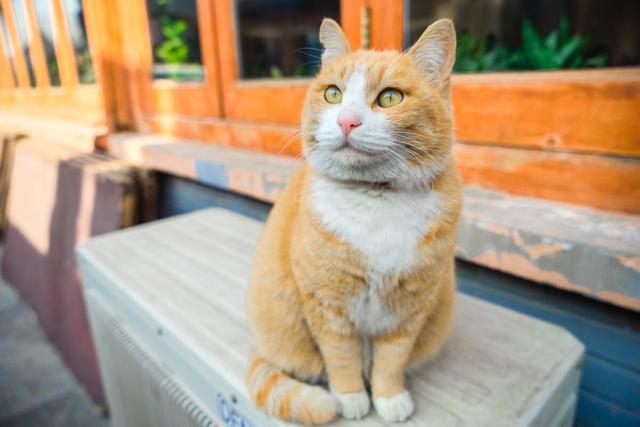 十大颜值最高的猫品种,十大颜值最高的猫品种排名