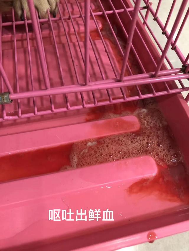 cpv是什么病毒,ccv是什么病毒