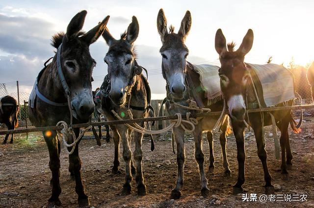 养10头肉驴一年的利润价格,养10头肉驴一年的利润价格是多少