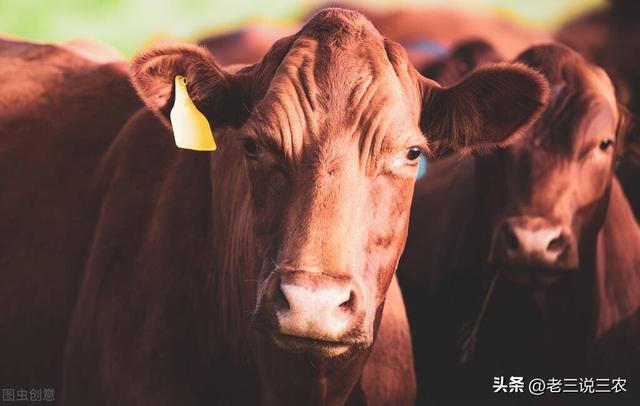 养10头肉驴一年的利润价格,养10头肉驴一年的利润价格是多少