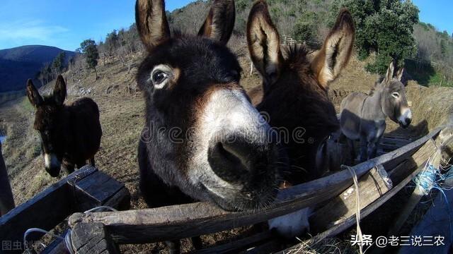 养10头肉驴一年的利润价格,养10头肉驴一年的利润价格是多少