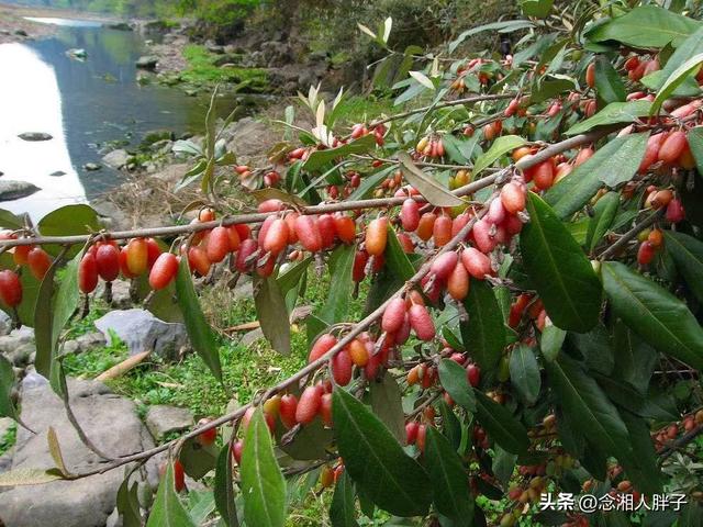 羊奶果适合什么地方种植呢,羊奶果适合什么地方种植呢视频