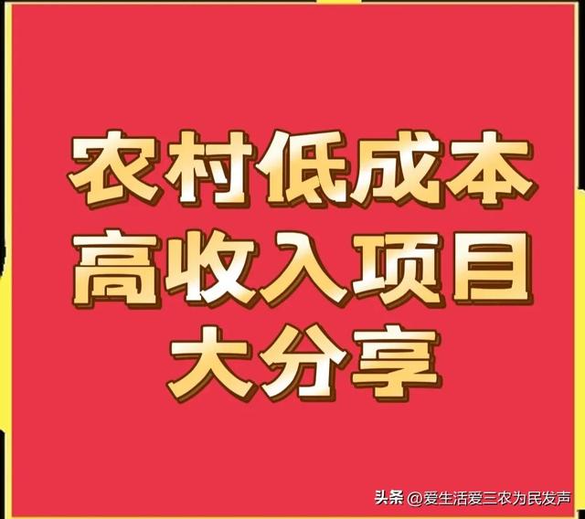 农村做什么赚钱快成本低农村种,农村种什么挣钱快