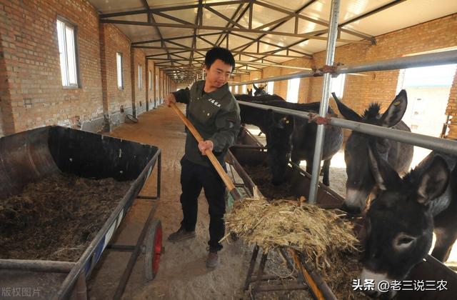 养10头肉驴一年的利润价格,养10头肉驴一年的利润价格是多少