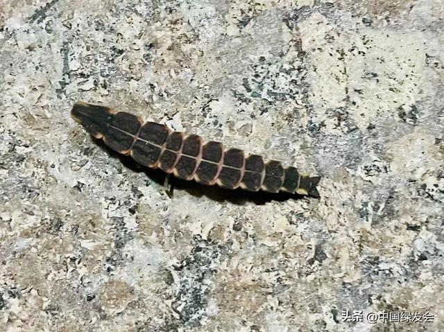 萤火虫吃什么食物图片,萤火虫的吃什么食物