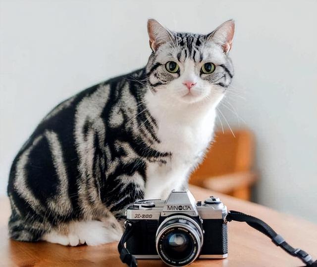 十大颜值最高的猫品种,十大颜值最高的猫品种排名