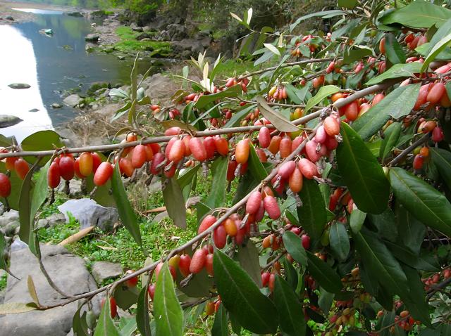 羊奶果北方可以种植吗,羊奶果苗什么地方种植