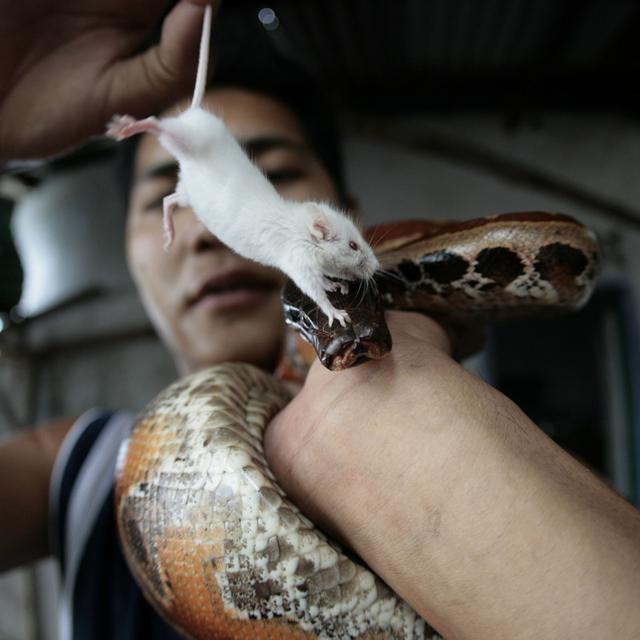 什么动物吃蛇是第一名,什么动物吃蛇是第一名图片