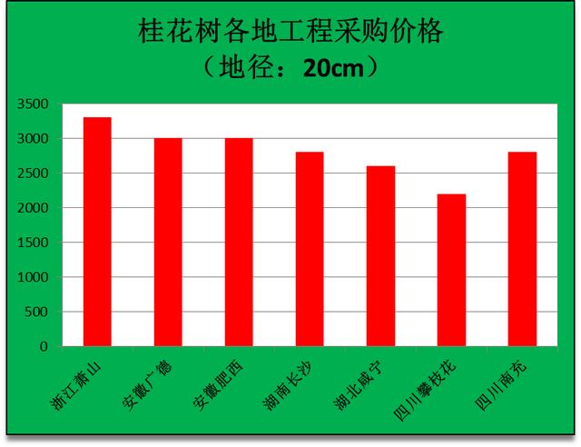 香樟树20公分报价合肥,20公分香樟树报价多少