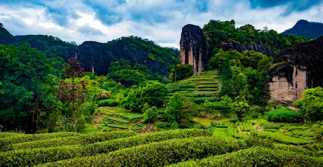 茶叶_天价，茶叶天价榜