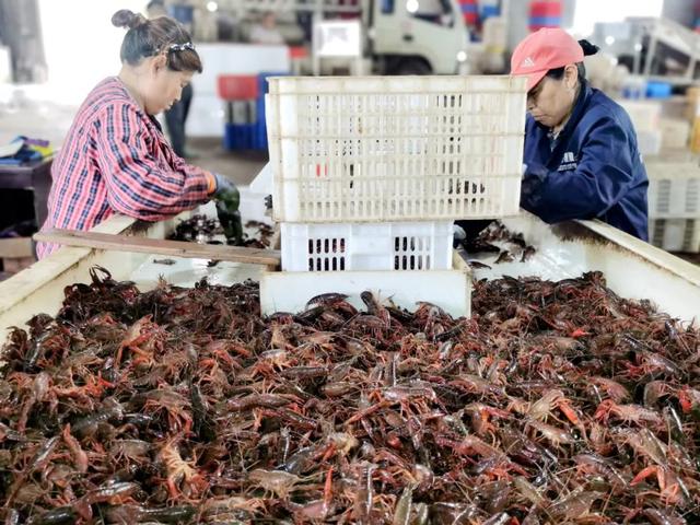 澳洲大龙虾价格今天市场价，澳洲大龙虾一只多少元