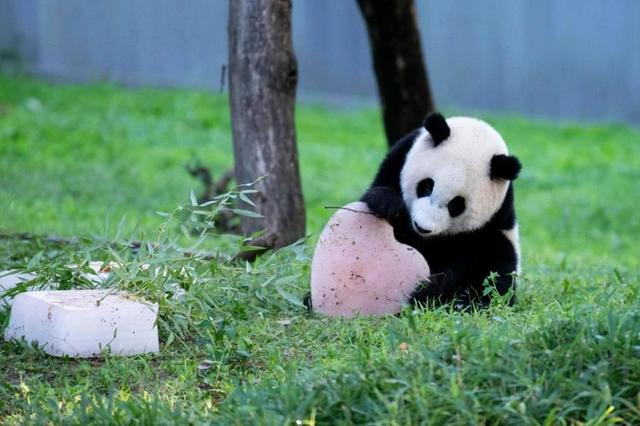 中国大熊猫分布在哪里,中国大熊猫分布在哪里最多