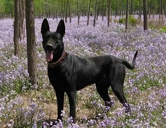 哪里有卖黑狼犬幼犬的,哪里有卖黑狼犬幼犬的地方