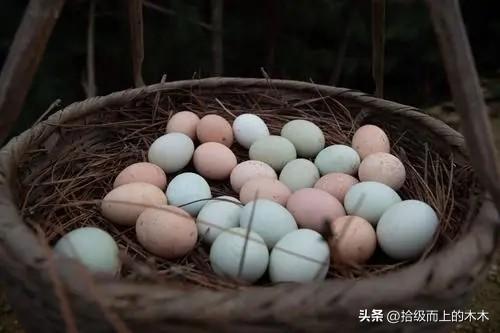 人与禽兽有什么不同,人与鸡鸭