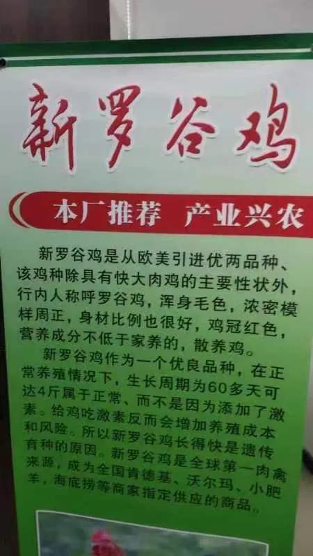 养鹅的大棚怎么搭建,养鹅的技术和方法