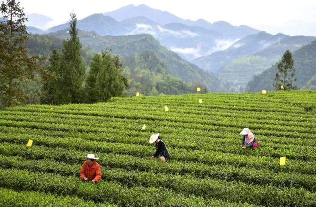 四川名茶排行榜前十名,四川名茶有哪些