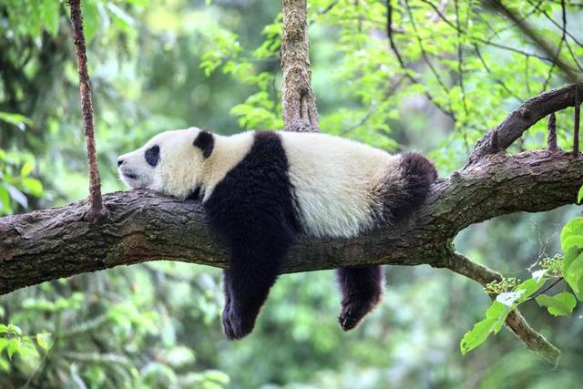 中国大熊猫分布在哪里,中国大熊猫分布在哪里最多