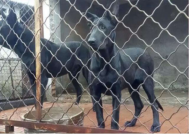 哪里有卖黑狼犬幼犬的,哪里有卖黑狼犬幼犬的地方