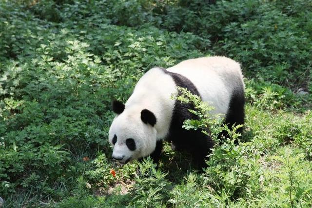 中国大熊猫分布在哪里,中国大熊猫分布在哪里最多