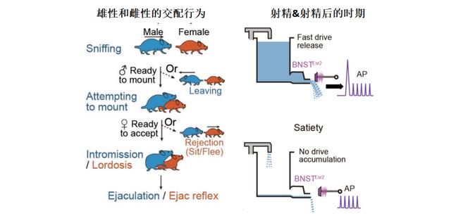 性经验会长期改变大脑！中国科学家揭示多次交配后“性饱足”出现的原因