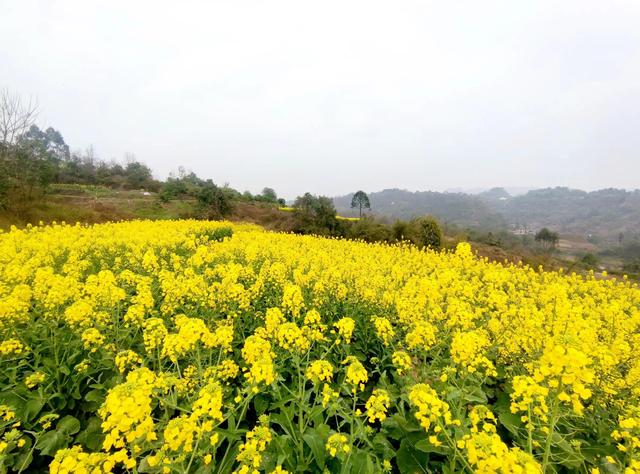 梦见油菜花开了是什么意思呀,梦见油菜花开是什么意思,预兆好吗