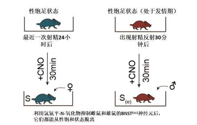 性经验会长期改变大脑！中国科学家揭示多次交配后“性饱足”出现的原因