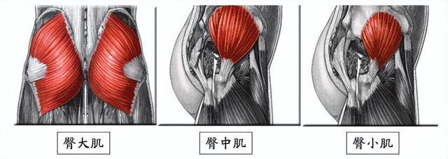 在家的臀部训练动作有哪些，在家10个有效的臀部锻炼方法